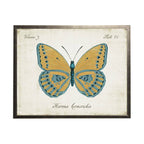 Gold Butterfly With Blue Hi-Lites: Silver Frame