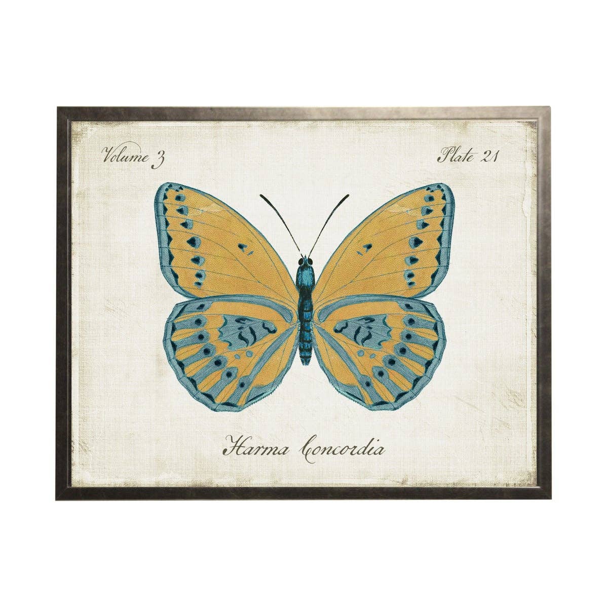 Gold Butterfly With Blue Hi-Lites: Silver Frame