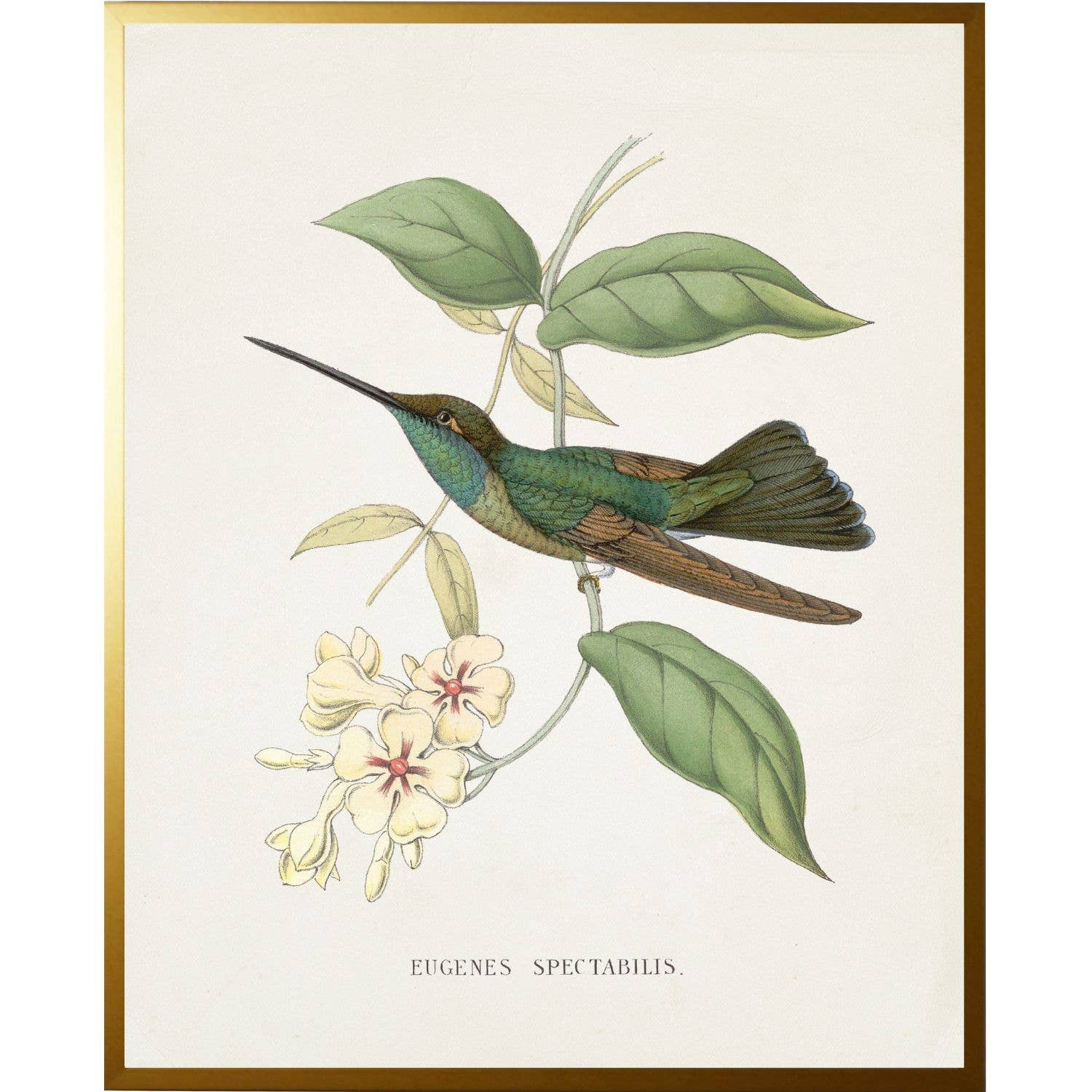 Vintage hummingbird P on a distressed background: Beaded Gold Frame 6864 Bg / 8" X 10"