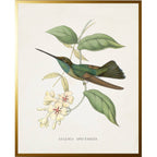 Vintage hummingbird P on a distressed background: Gold Frame 2425-35 Aq / 16" X 20"