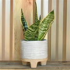 Ramos Horizontal Stripe Cachepot, Stoneware - 4