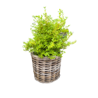 Rattan Planter Baskets: Large - 10.5" H