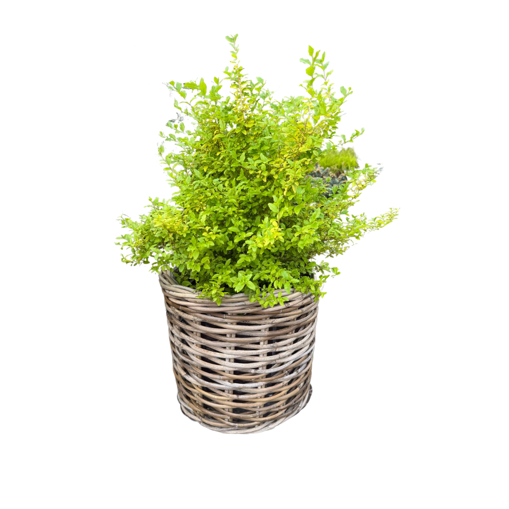 Rattan Planter Baskets: Large - 10.5" H