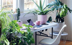 Plant House : Beautiful spaces inspired by nature