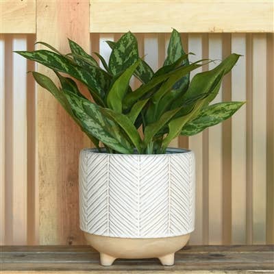 Ramos Chevron Cachepot, Stoneware - 6