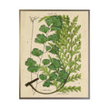 Vintage Fern Collage
