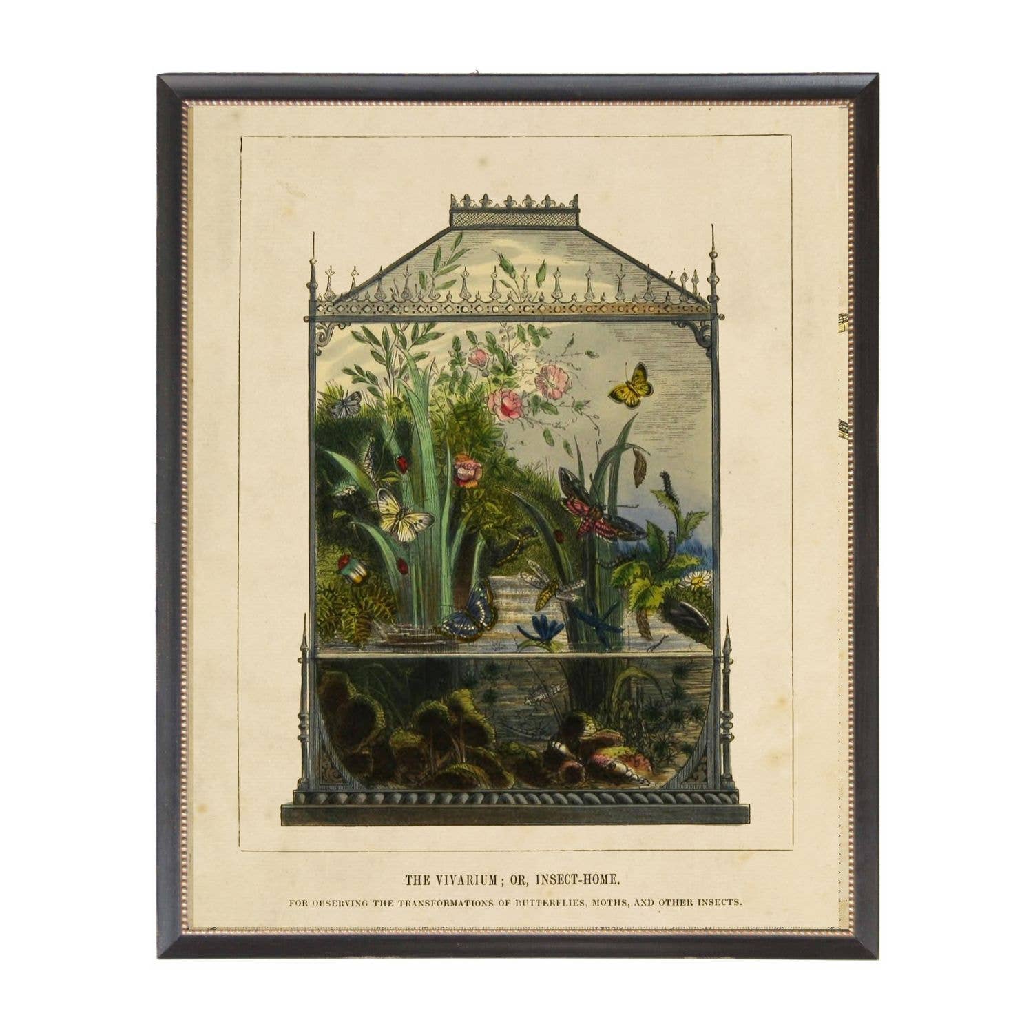 Vivarium Vintage bookplate: Beaded Black Frame 1315-65 / 18" X 24"