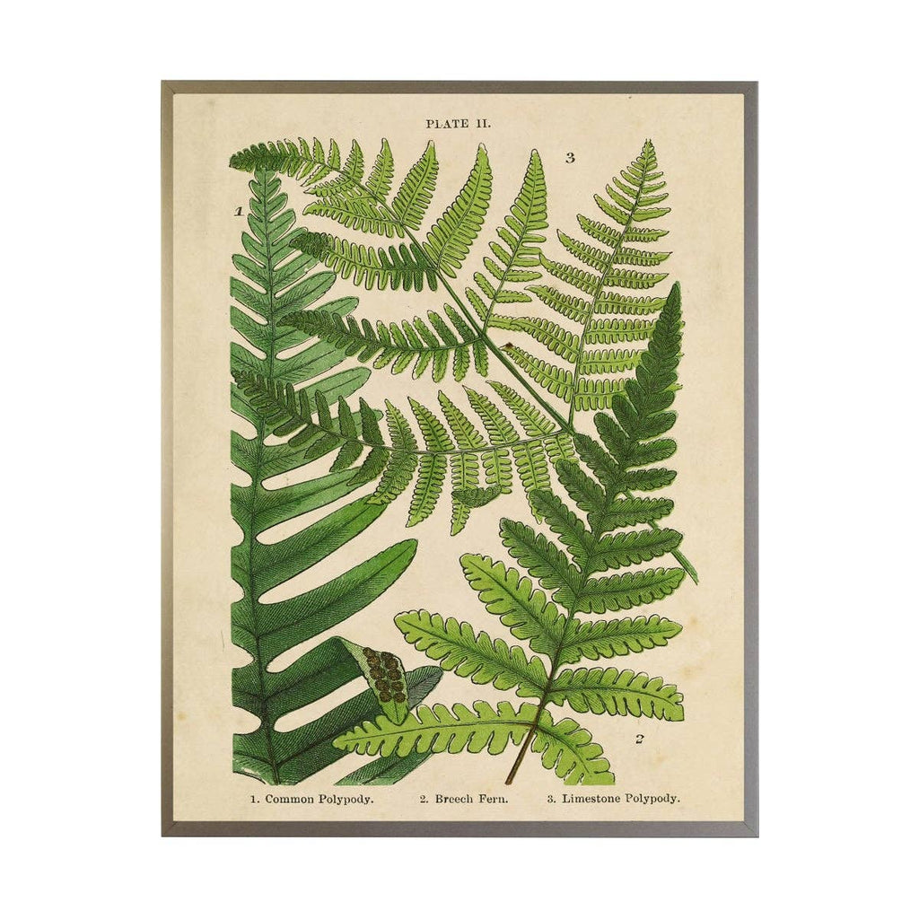 Vintage Fern Collage: