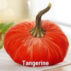 Pumpkin Large Velvet,  Fern