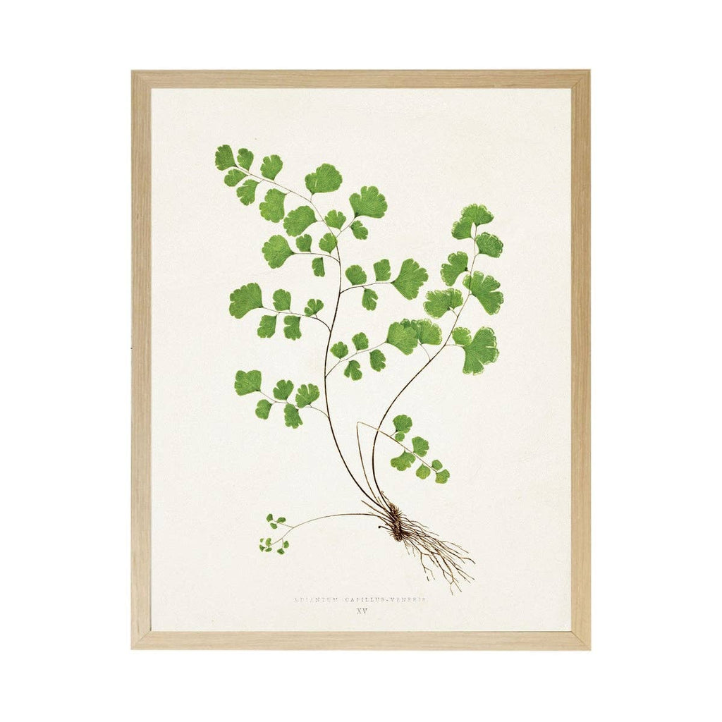 Vintage Bookplate Fern  P: Gold Frame 2425-35 Aq / 16" X 12"