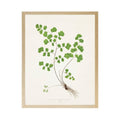 Vintage Bookplate Fern  P: Gold Frame 2425-35 Aq / 16" X 12"