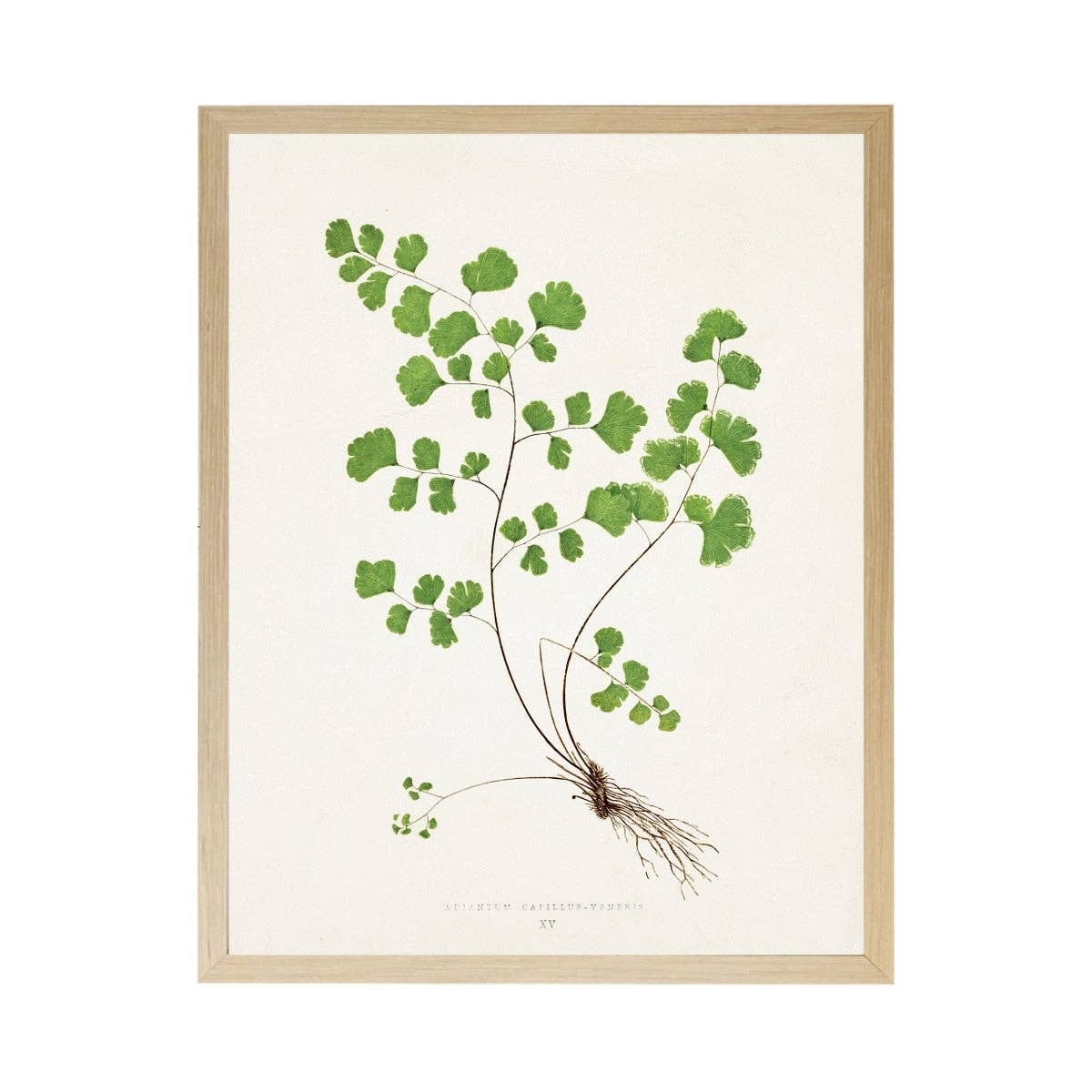 Vintage Bookplate Fern  P: Gold Frame 2425-35 Aq / 16" X 12"