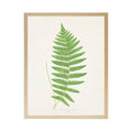 Vintage Bookplate Fern  N: Gold Frame 2425-35 Aq / 16" X 12"