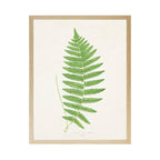 Vintage Bookplate Fern  N: Gold Frame 2425-35 Aq / 16" X 12"