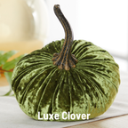 Pumpkin Small Velvet, Harvest