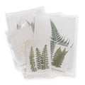 Pressed Fern Collection- Assorted Set Of 24