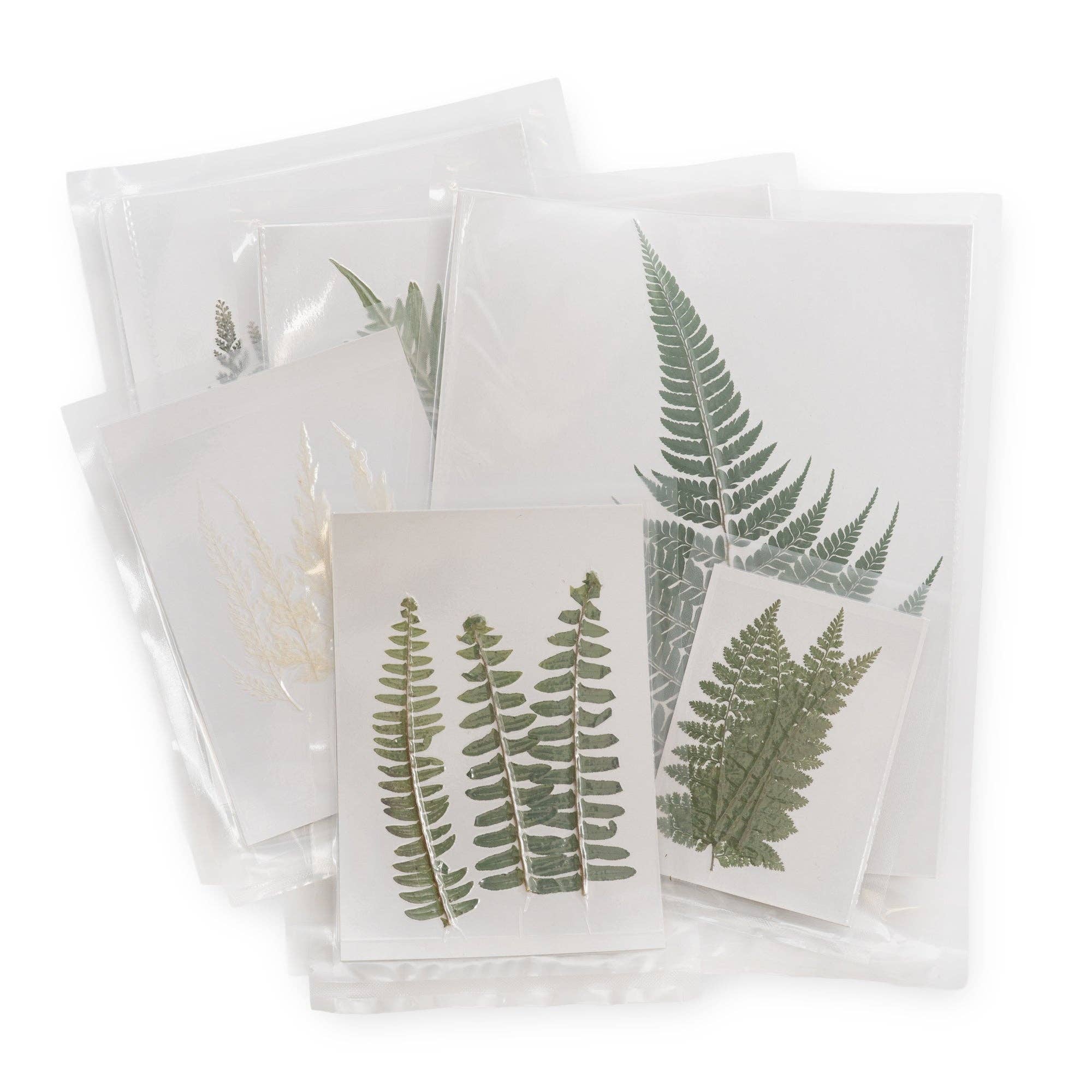 Pressed Fern Collection- Assorted Set Of 24