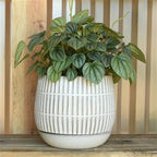 Ramos Linear Cachepot with Saucer, Stoneware - 6