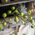 Artificial Fig Fruit Stem 30" Tall Silk Branch: Green / One Stem