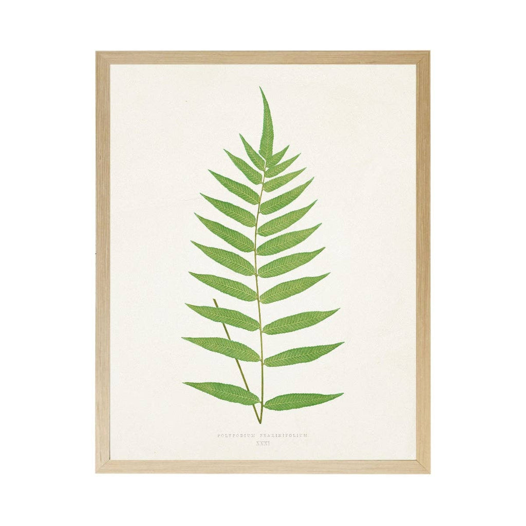 Vintage Bookplate Fern  L: Gold Frame 2425-35 Aq / 16" X 12"