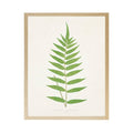 Vintage Bookplate Fern  L: Gold Frame 2425-35 Aq / 16" X 12"