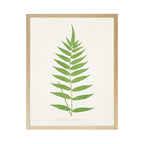Vintage Bookplate Fern  L: Gold Frame 2425-35 Aq / 16" X 12"