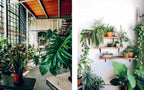 Plant House : Beautiful spaces inspired by nature