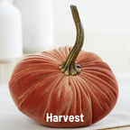 Pumpkin Small Velvet, Harvest