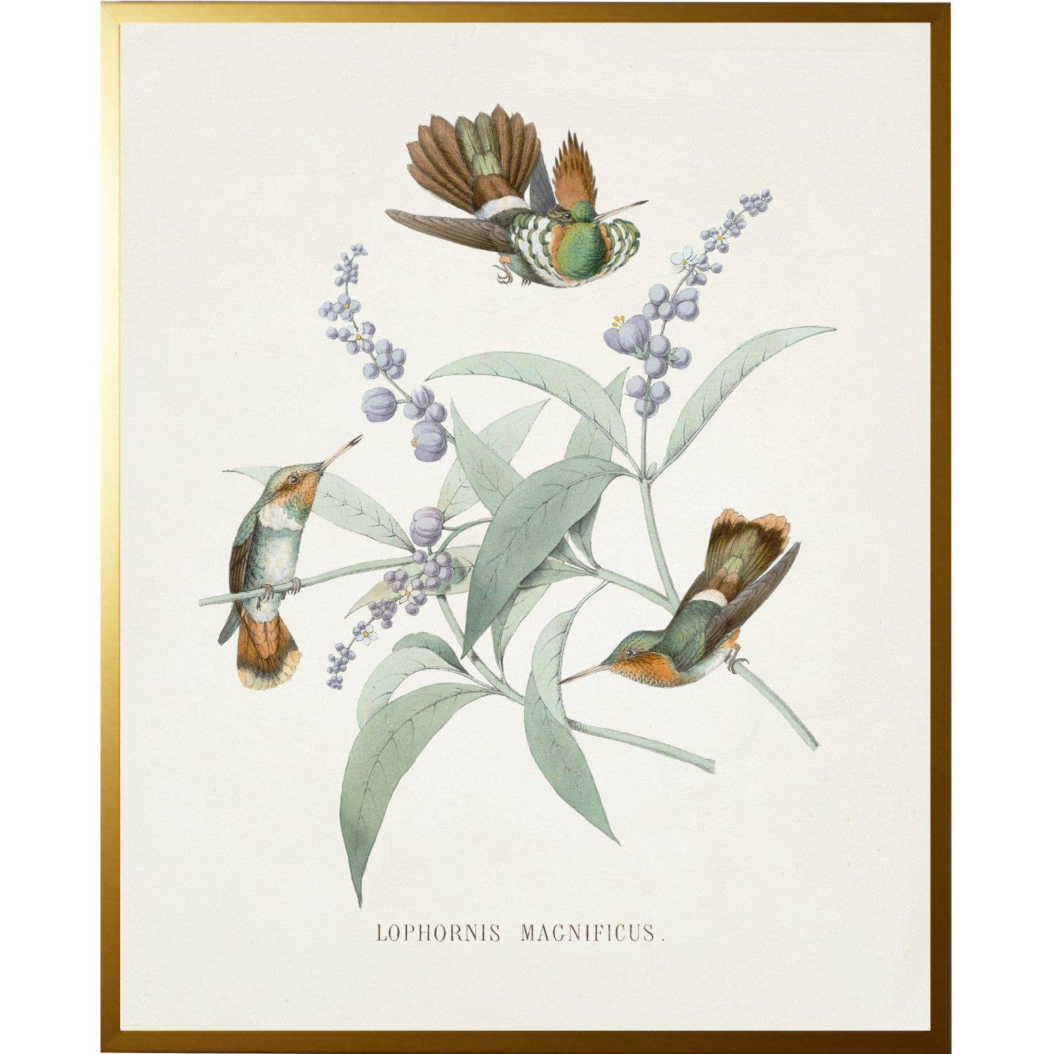 Vintage hummingbird T on a distressed background: Beaded Gold Frame 6864 Bg / 8" X 10"