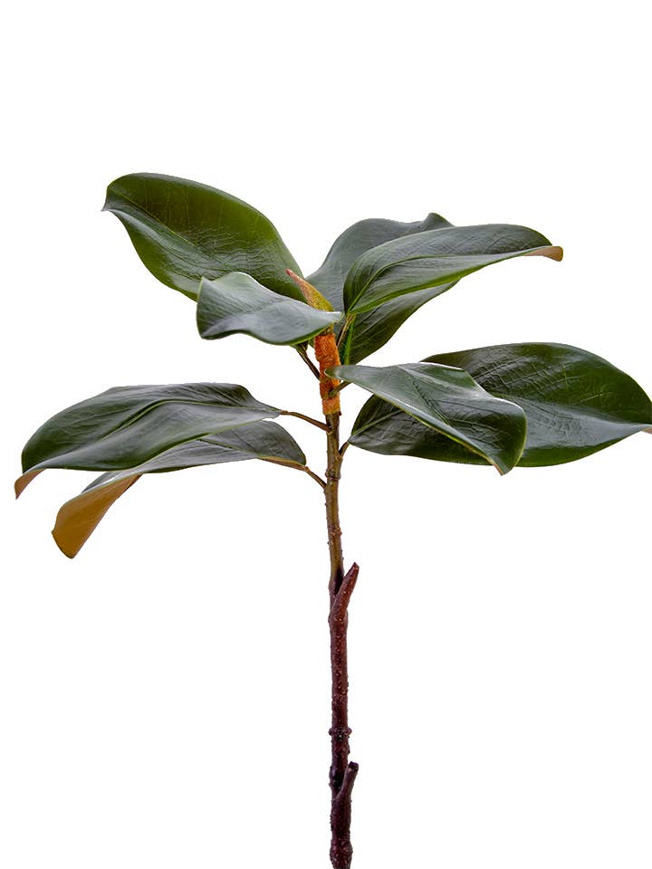 23" MAGNOLIA LEAF SPRAY: GREEN