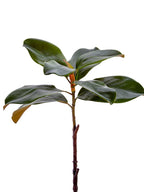 23" MAGNOLIA LEAF SPRAY: GREEN